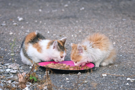 Two stray kittens eating cat food from dish. Horizontal image with selective focus.の写真素材