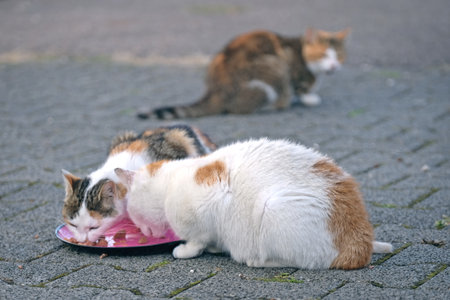 Group of hungry multicolored homeless stray cats eating from disposable plate on the backyard.の写真素材
