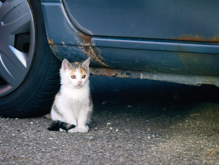 Shy Stray kitten hiding between cars and looking away.の写真素材