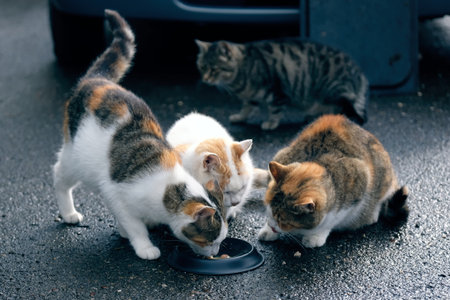 Stray cats eating cat food from dish. Horizontal image with selective focus.