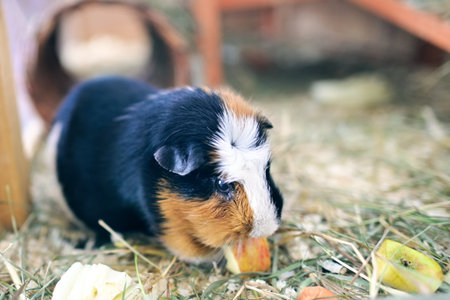 Female Abyssinian guinea pig (Cavia porcellus) eating fresh .vegetables. Horizontal image with...