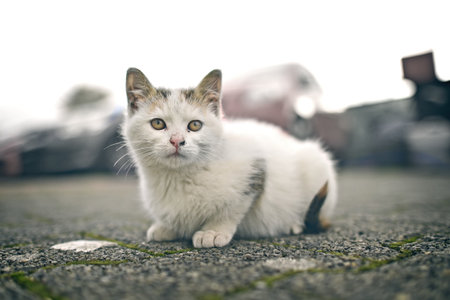Portrait of stray kitten abandoned in the street.の写真素材
