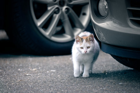 Sad stray kitten walks along the street. Horizontal image.の写真素材