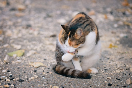 Cute stray cat sitting outdoors and cleaning itself. Horizontal image with selective focus.の写真素材