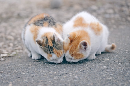 Two street kittens eating food. Horizontal image with selective focus.の写真素材