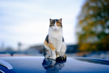 Cute calico cat sitting on a car roof and relaxing.