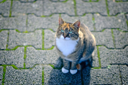 Cute tabby cat looking up to the camera. High angle view with selective focus.の写真素材