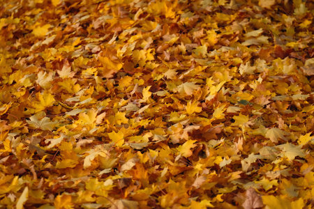 Colored golden autumn leaves background texture.