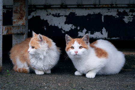 Portrait of two kittens sitting outdoors. Horizontal image with selective focus.の写真素材