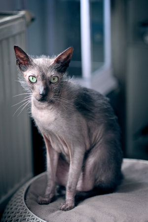 Cute Lykoi cat near heater at home. Vertical image with soft focus.