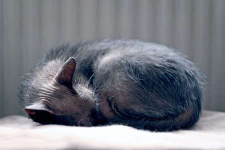 Cute Lykoi cat sleeping on couch in living room. Horizontal image with soft focus.の写真素材