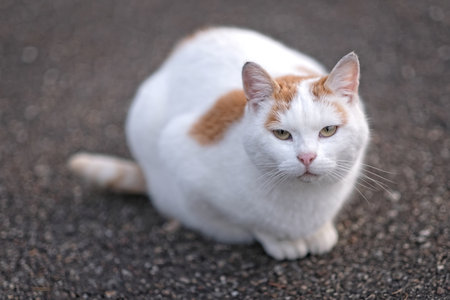 Cute street cat sitting outdoors and looking curious at camera. Horizontal image with selective focus.の写真素材