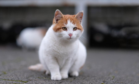 Cute kitten sitting outdoors and looking curious at camera. Panoramic image with selective focus.の写真素材