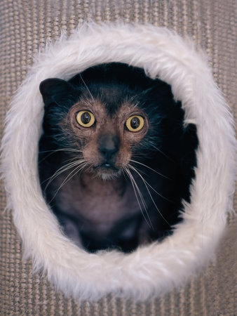 Lykoi cat looks out of the hole of a scratching post. Vertical image.