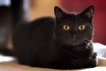 Black cat lying down on a sofa. Horizontal image with soft focus.の写真素材