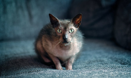 Cute Lykoi cat chilling on a gray sofa and looking curious at camera. Panoramic image with copy...
