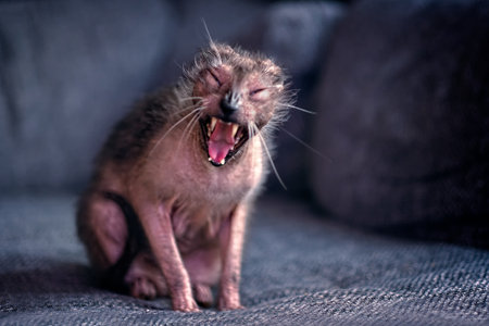 Lykoi cat yawning on sofa at home. Horizontal image with selective focus.