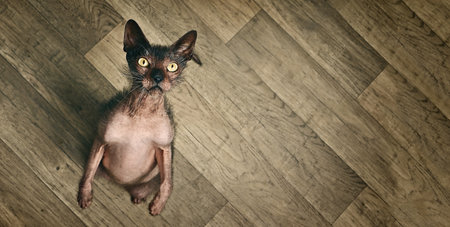 Funny Lykoi Werewolf cat looking curious up to the camera. Panoramic image with copy space.の写真素材