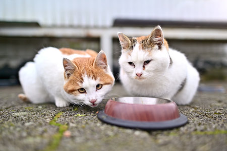 Two stray kittens waiting for food. Horizontal image with selective focus.の写真素材