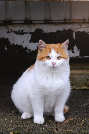 Cute kitten sitting outdoors and looking curious at camera. Vertical image with selective focus.の写真素材