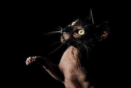 Portrait of Lykoi cat looking curious away and raising its paw, isolated on black background.の写真素材