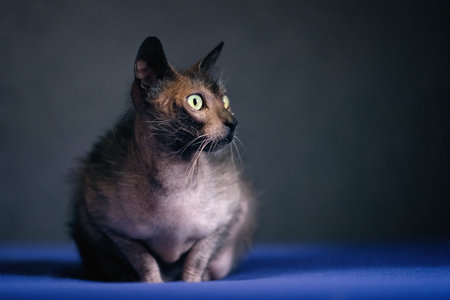 Lykoi cat chilling on a sofa and looking away. Horizontal image with soft focus.
