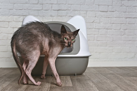 Funny Lykoi cat standing next to a litter box. Horizontal image with copy space.