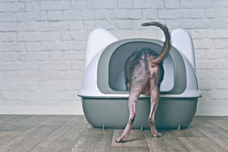 Lykoi cat step inside a closed litter box. Horizontal image with copy space..の写真素材