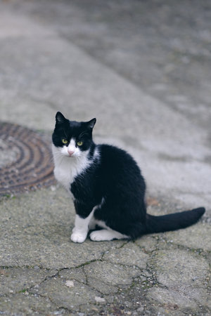 Cute tuxedo cat looking sitting outdoors. Vertical image with selective focus.の写真素材
