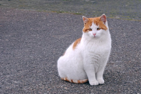 Cute kitten sitting outdoors and looking away. Horizontal image with selective focus.の写真素材