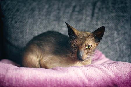 Lykoi cat chilling on a sofa and looking away. Horizontal image with soft focus.の写真素材