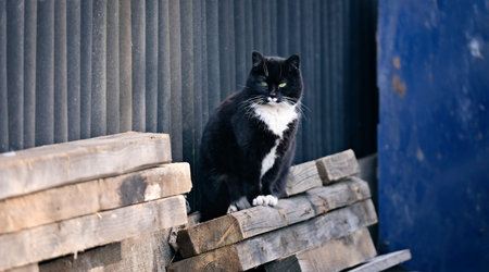 Cute tuxedo cat on the backyards. Panoramic image.の写真素材