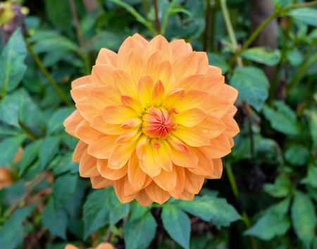 beautifully blooming dahlia (dalia) flower with petals in color tones from peach / pastel ranging to red, orange and yellowの写真素材