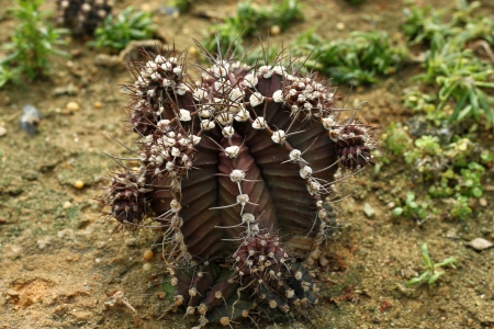 Cactusの写真素材