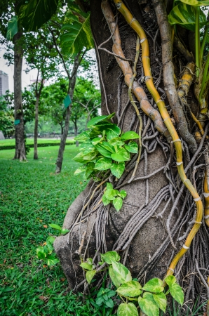 Liana plant creeping on big treeの写真素材