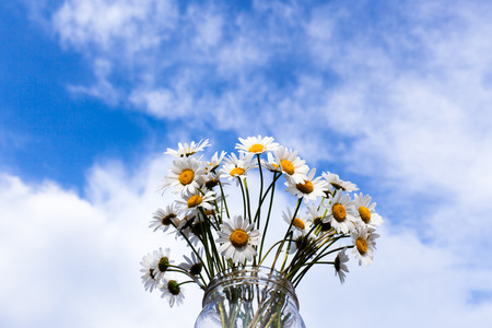 White chamomiles in vase on background of sky cloudsの写真素材