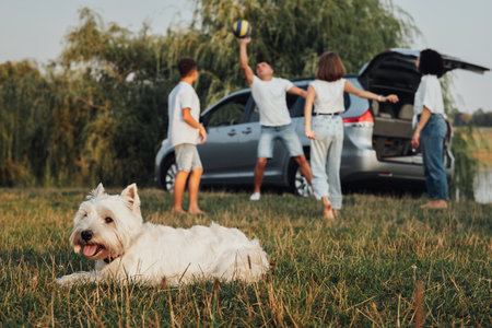 West Highland White Terrier Dog Laying on Grass on the Background of Four Members Family Playing with Ball, Weekend Road Trip on Minivan Carの写真素材