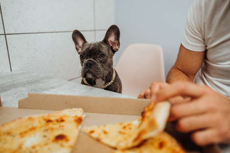 French Bulldog Sitting at the Chair by the Kitchen Desk and Looking Pitifully, Little Dog Waiting for Pizzaの写真素材