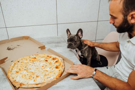 French Bulldog Sitting at the Chair by the Kitchen Desk with Man and Looking Pitifully, Little Dog Waiting for Pizzaの写真素材
