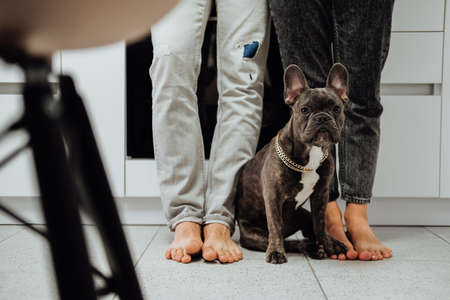 Small French Bulldog with Golden Chain Sitting on the Kitchen Floor Next to the Owners Feetの写真素材