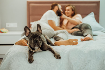 French Bulldog with Golden Chain Laying on the Bed with Cheerful Man and Woman on the Background, Family with Pet at Homeの写真素材