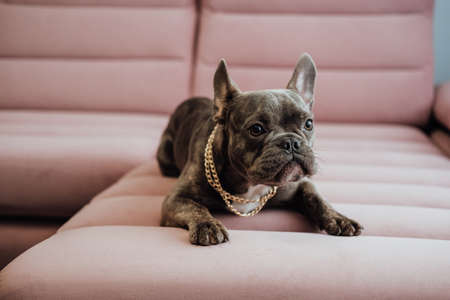 Close Up Portrait of Small French Bulldog with Golden Chain Laying on the Pink Sofa Indoorsの写真素材
