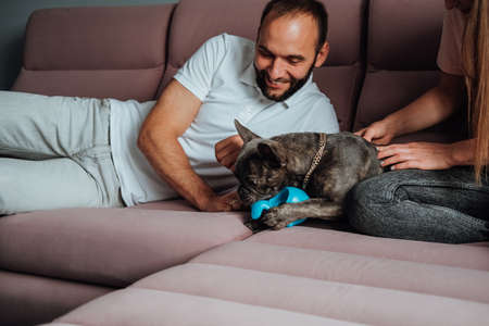 Cheerful Man and Woman Having Fun with Their Pet, Small French Bulldog Playing with Toy on the Pink Sofaの写真素材
