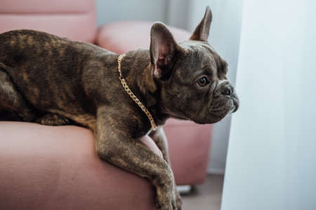Close Up Portrait of Small French Bulldog with Golden Chain Laying on the Pink Sofa and Pitifully Looking Awayの写真素材