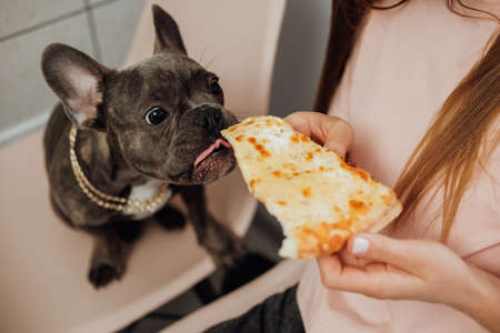 Unrecognisable Woman Feeding Her Pet with Pizza, Small French Bulldog Eating Human Foodの写真素材