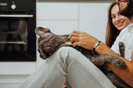 French Bulldog Relaxing in the Hands of the Owner, Young Family with Pet Spending Time Together in...