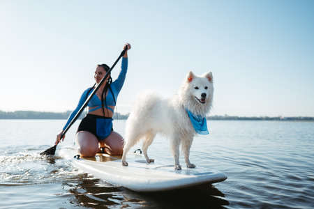 Snow-White Japanese Spitz Dog Standing on Sup Board, Woman Paddleboarding with Her Pet on the City Lakeの写真素材