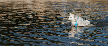 Snow-White Dog Breed Japanese Spitz Swimming in the Lake Water