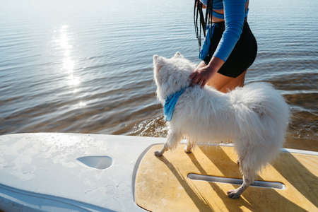 Snow-White Dog Breed Japanese Spitz Standing on the Sup Board, Woman Preparing to Paddleboarding...