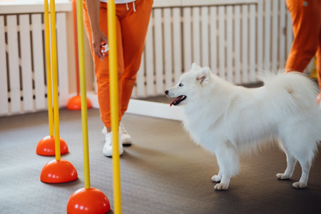 Snow-white dog breed Japanese Spitz training in pet house with trainerの写真素材